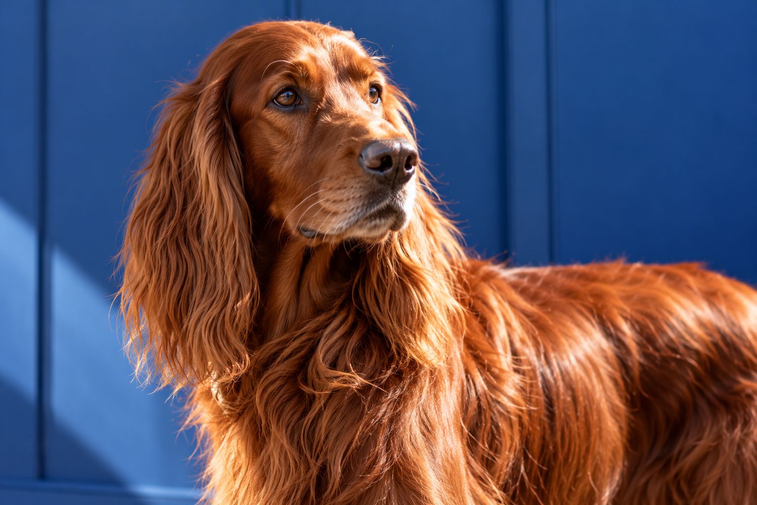 An Irish setter with a glossy red coat in front of a blue wall
