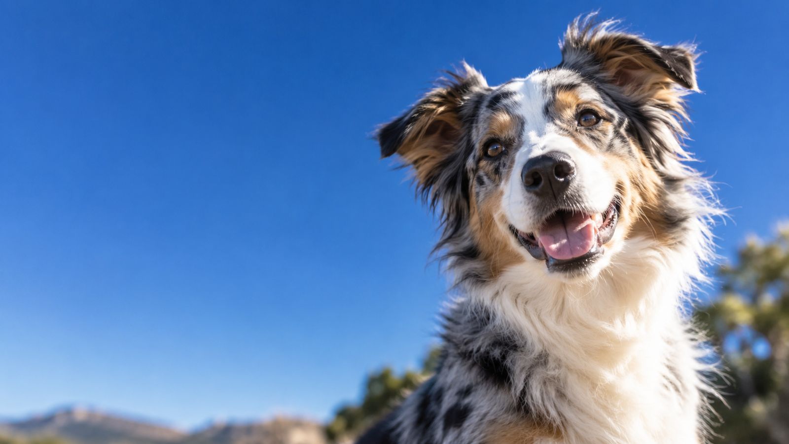 A happy blue merle Australian shepherd mix against a clear blue sky