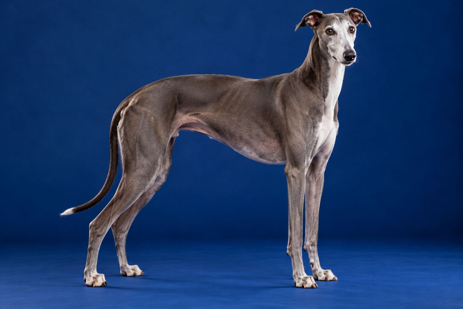 A grey greyhound standing in profile against a blue backdrop